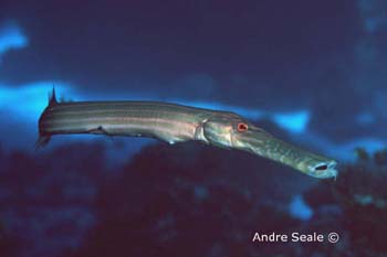 UW221-4 (trumpetfish)Andre Seale